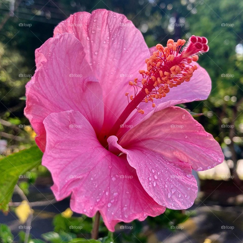 🌹 🇺🇸 Very beautiful flowers to brighten our day.  Live nature and its beauty. Did you like the delicate petals? / 🇧🇷 Flores muito bonitas para alegrar nosso dia. Viva a natureza e sua beleza. Gostaram das pétalas delicadas? 