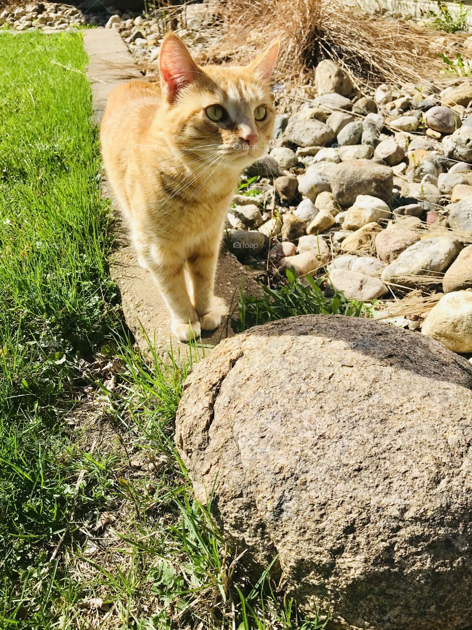 Darling tabby cat enjoying being outside exploring on a beautiful spring afternoon!! 
