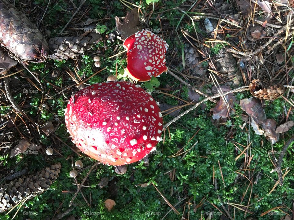 Fly-agaric