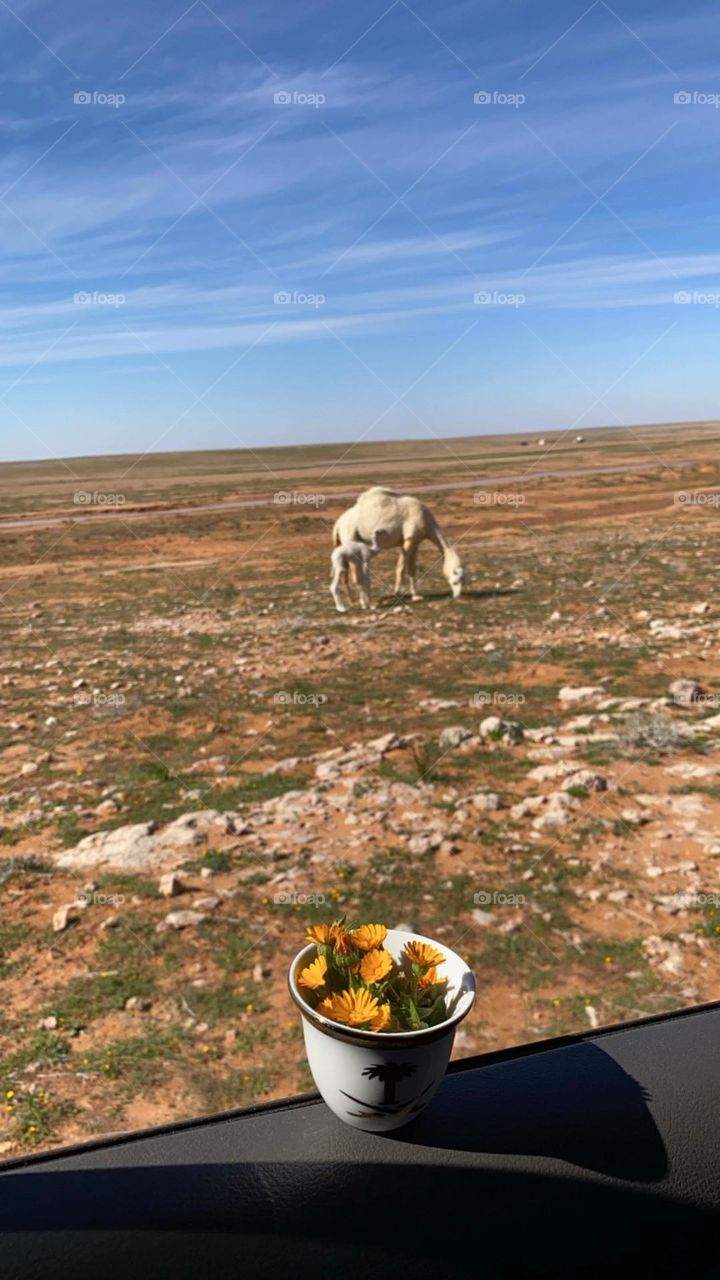 camel and nature 🐪🌼🌼