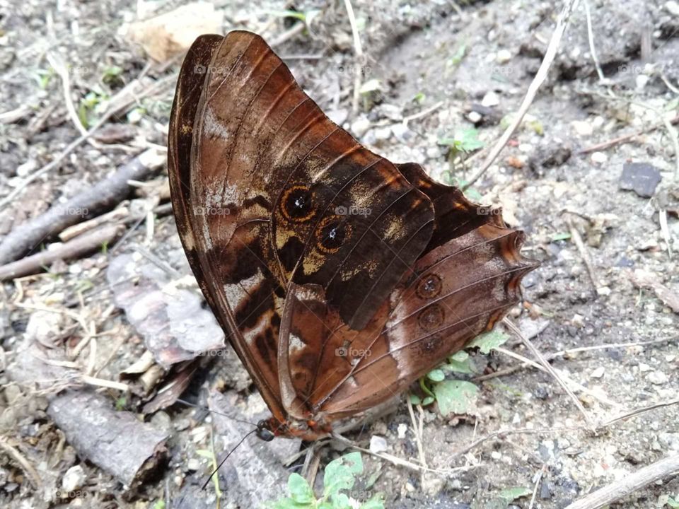 A very beautiful butterfly posing to be photographed.  Live nature and its beauty! / Uma borboleta muito bonita fazendo pose para ser fotografada. Viva a natureza e sua beleza!