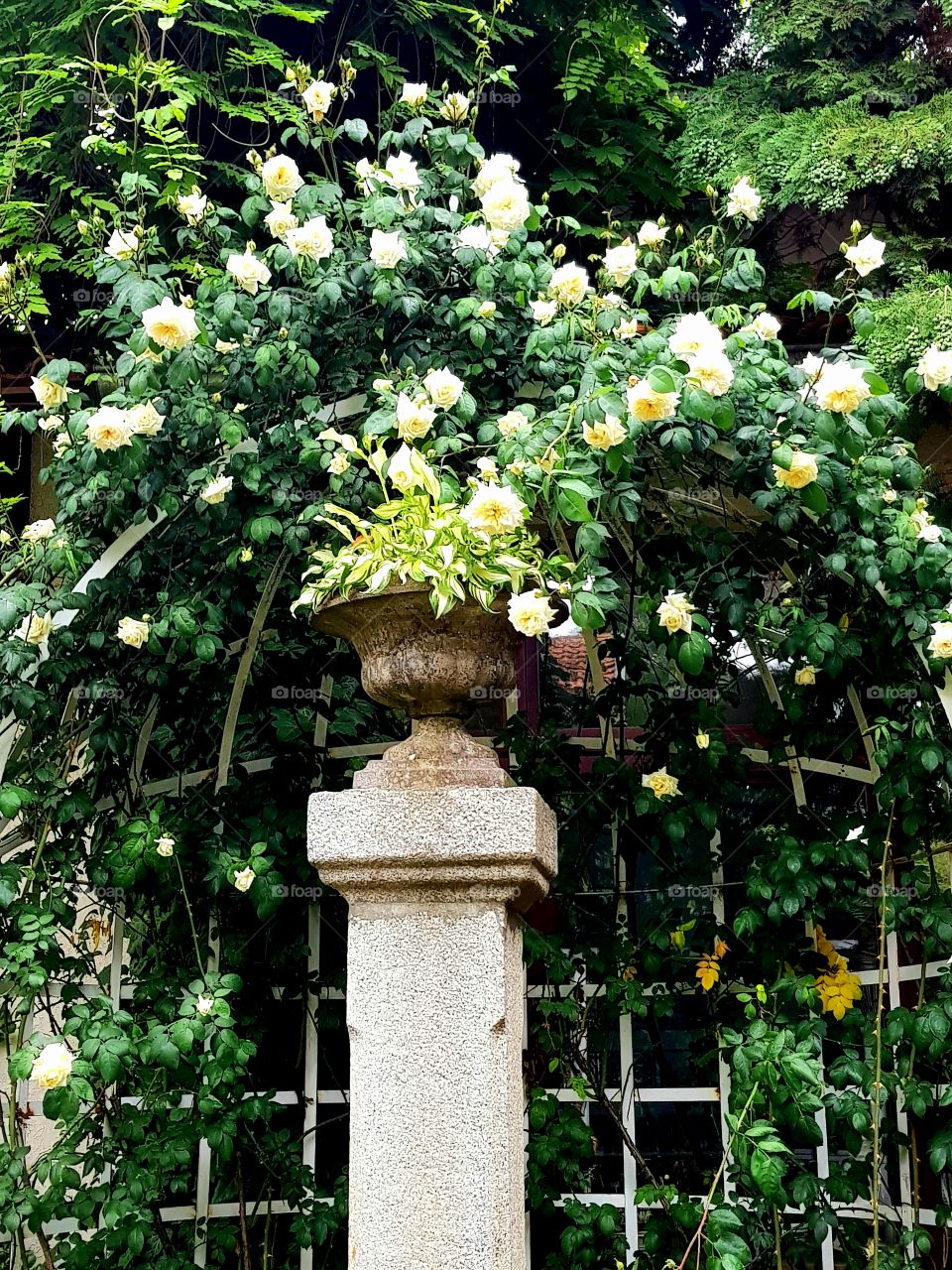 ruzicnjak u basti-rose