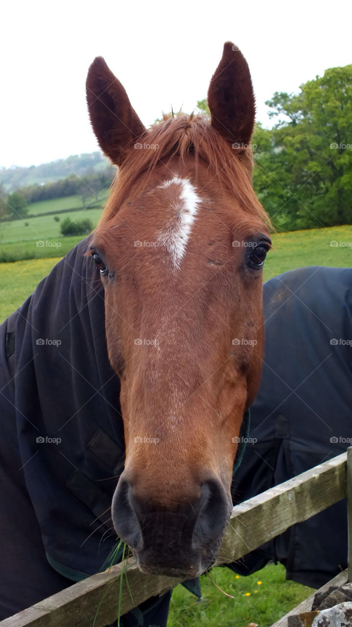 fence england brown horse by emmam