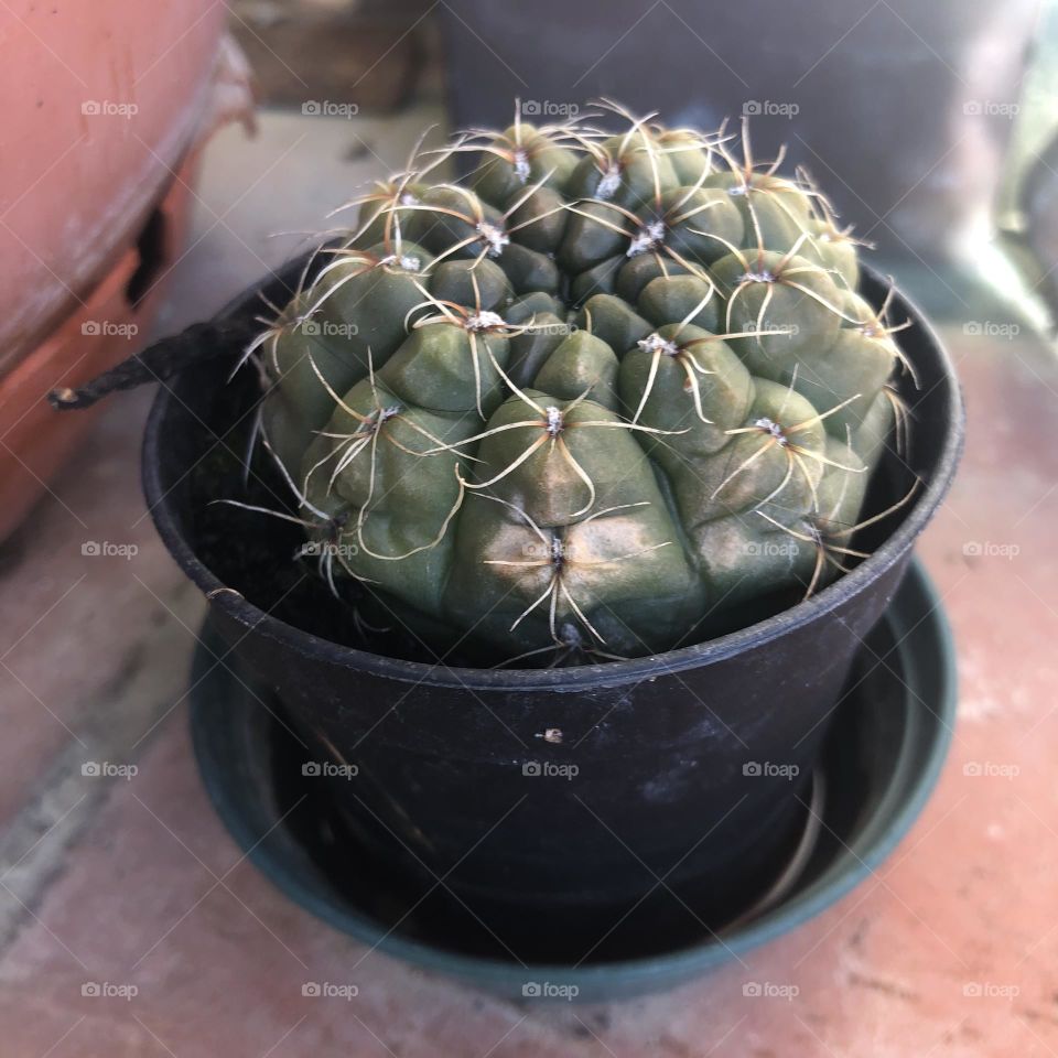 Cactus 