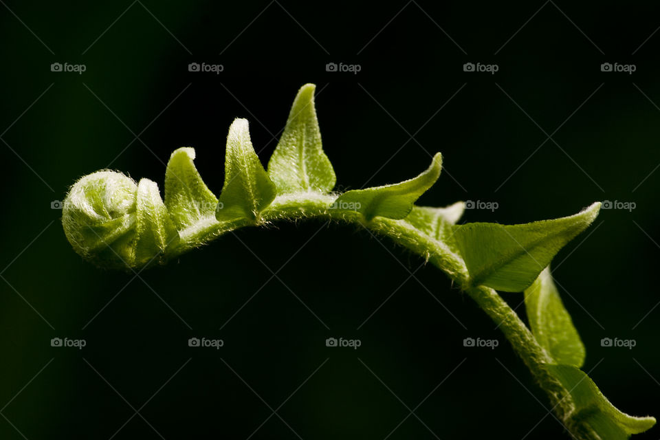 Green leaf against black ground