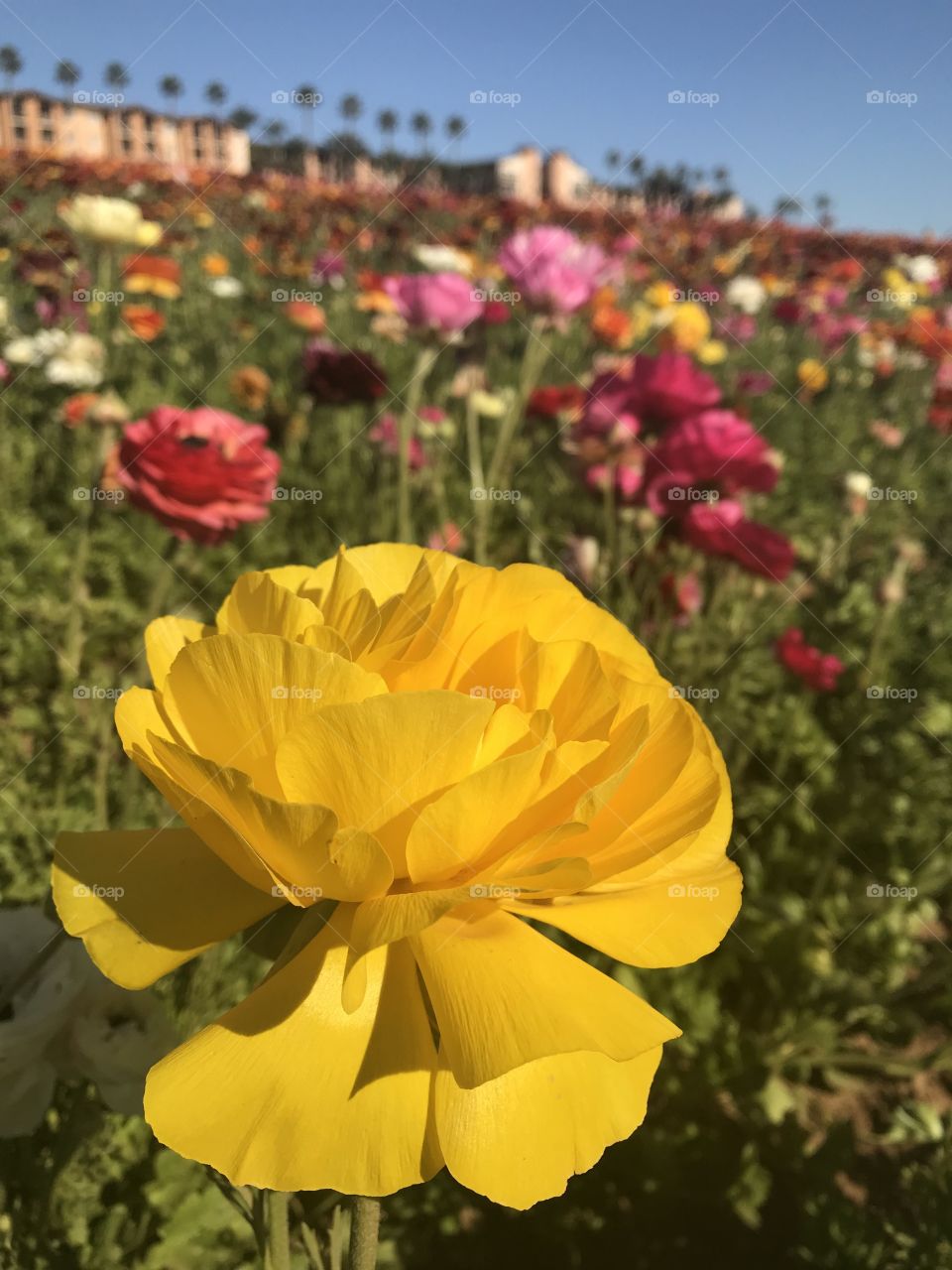 Yellow flower 