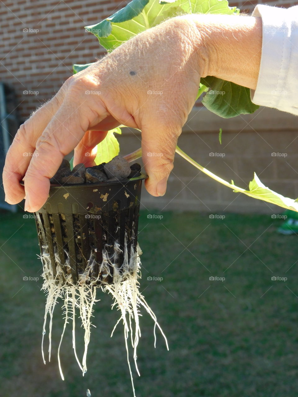 Working hands of a gardener 