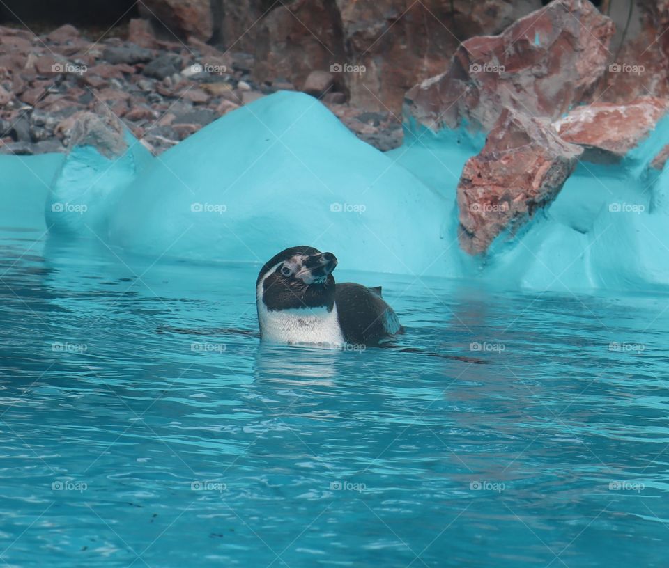 This is a penguin at the zoo in Belgrade.