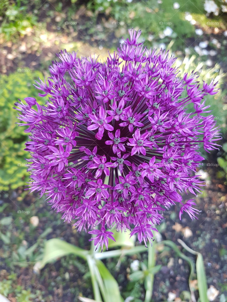 A close of a purple blooming Allium on a beautiful spring day