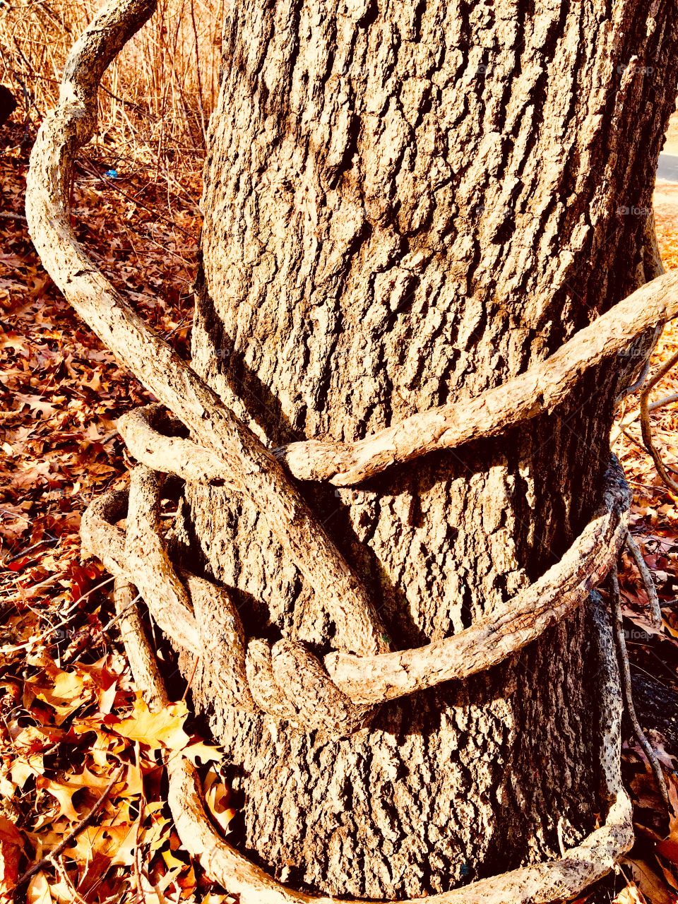 Knotted tree