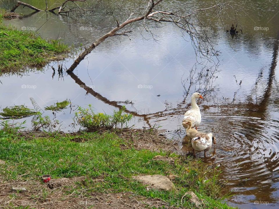 Vida no campo