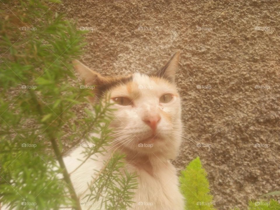 Beautiful cat looking at camera.