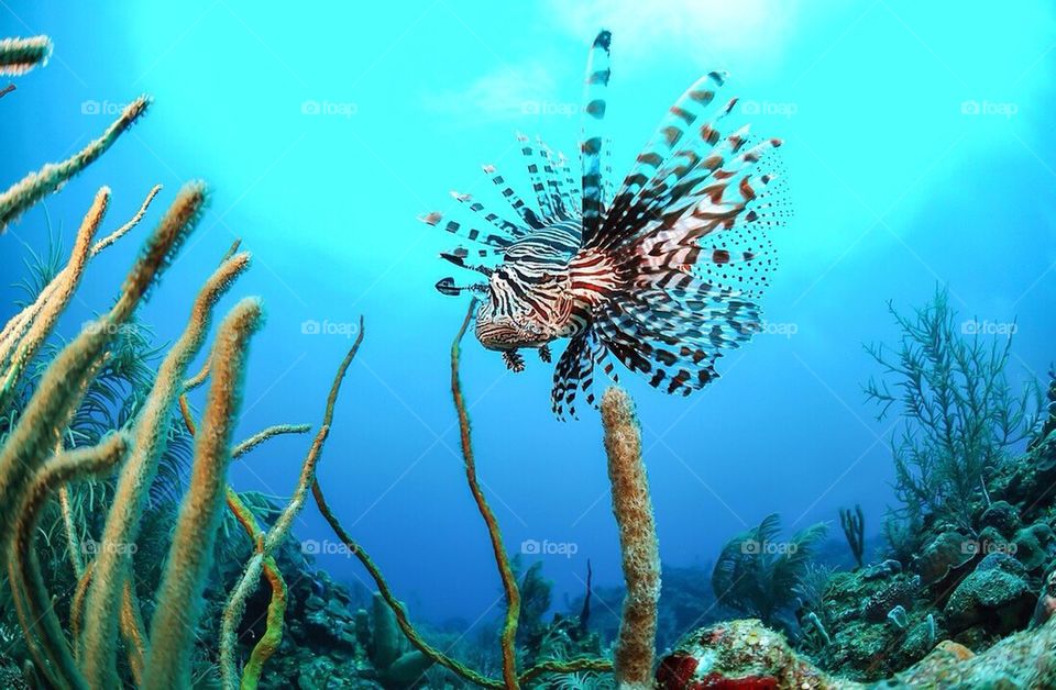 Lionfish