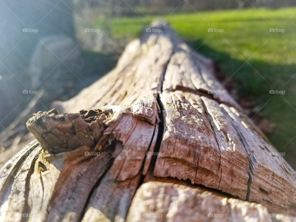 wood log closeup