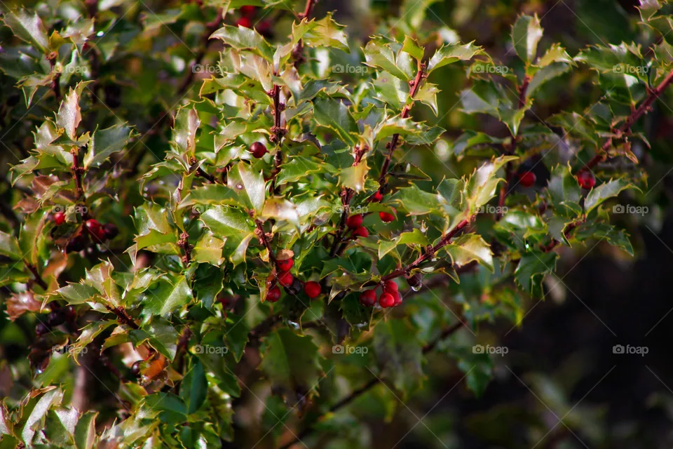 Berry bush during golden hour
