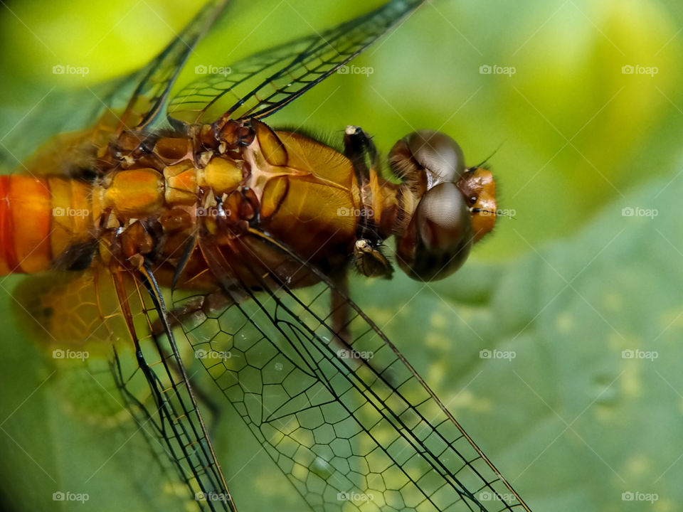 Do you recognize me? Yes, I am a dragonfly. A yellowish brown dragonfly. Look at my eyes. Beautiful, isn't it?