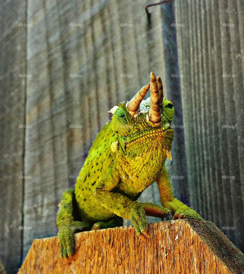 Chameleon 
Chameleon