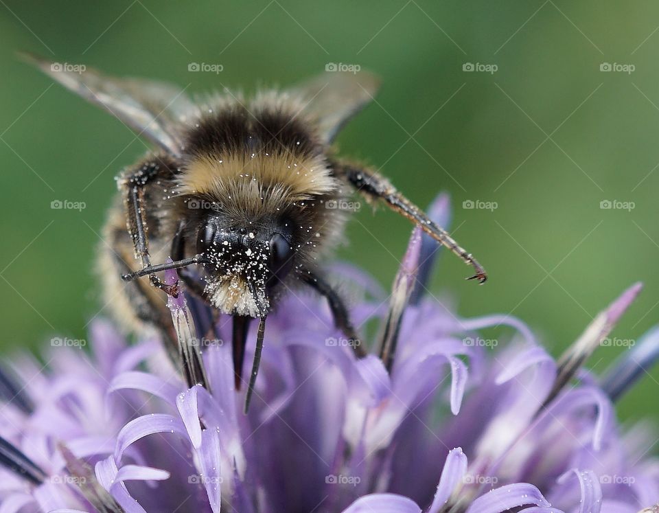 Glorious Mother Nature ... Where would we be without the bee 🐝