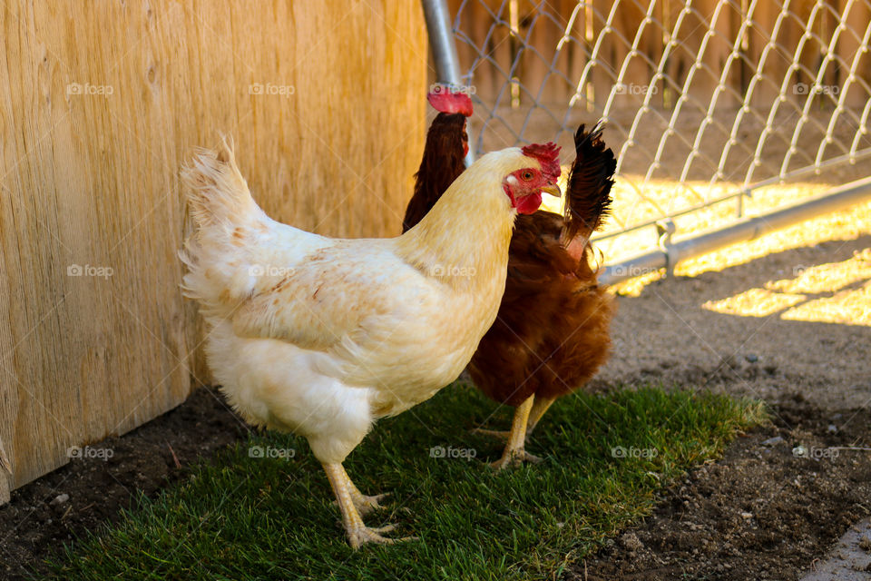 Chickens eating grass