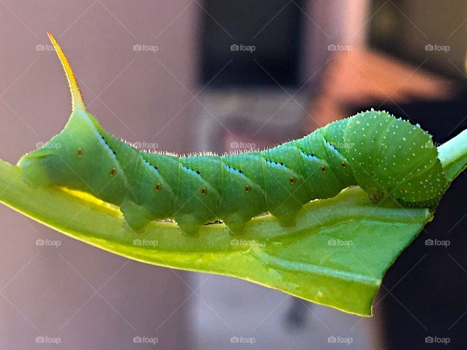 caterpillar