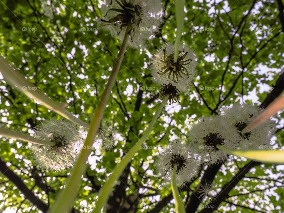 Dandelions4