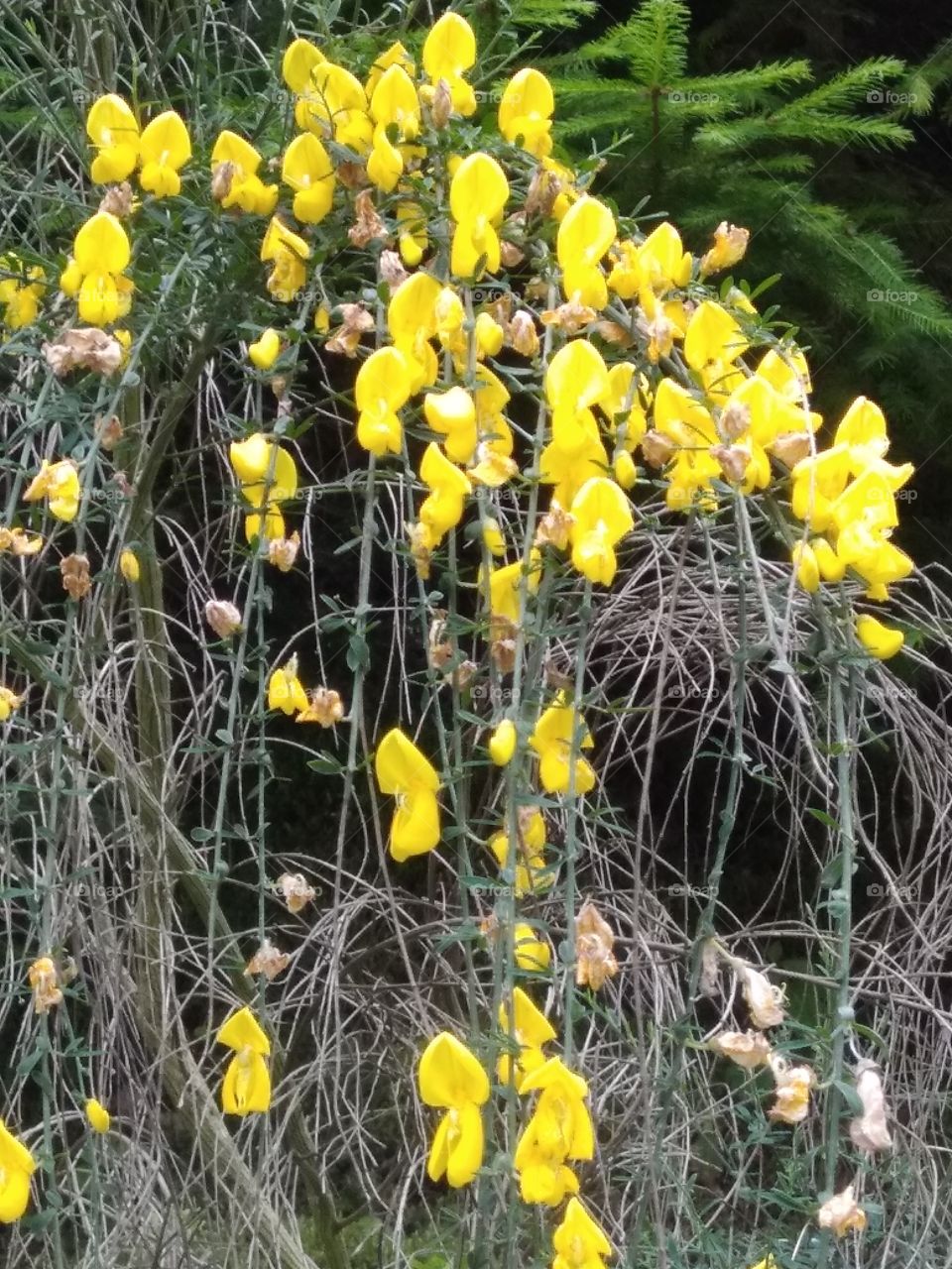 Bad Wildbad Schwarzwald