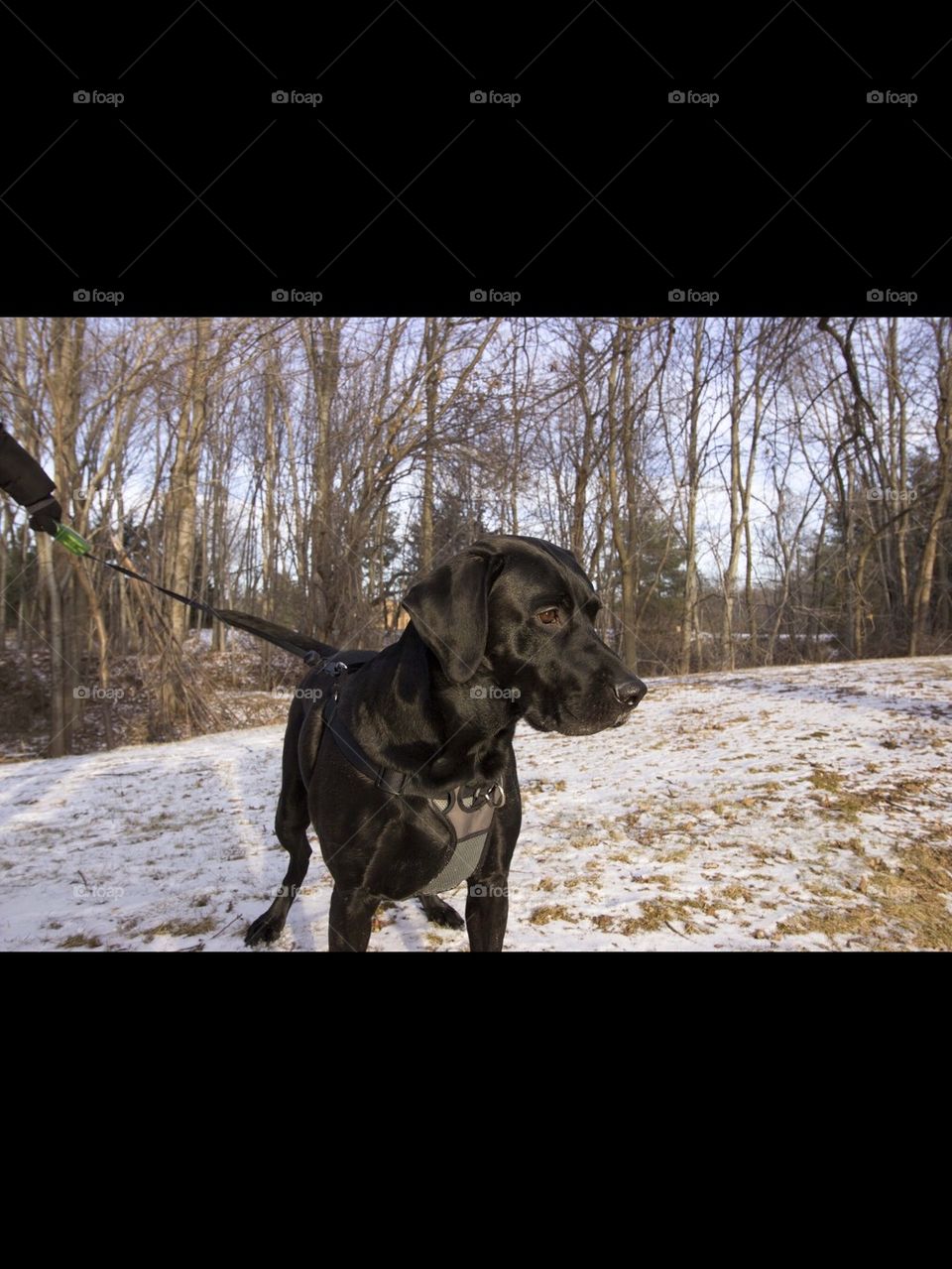 German shorthair pointer