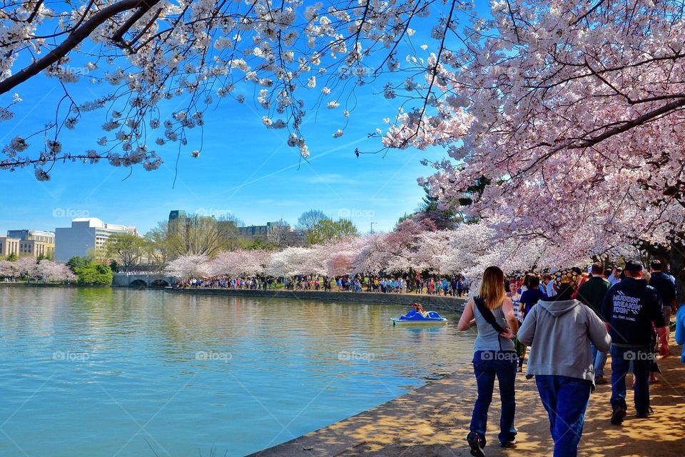 Cherry Blossom Time