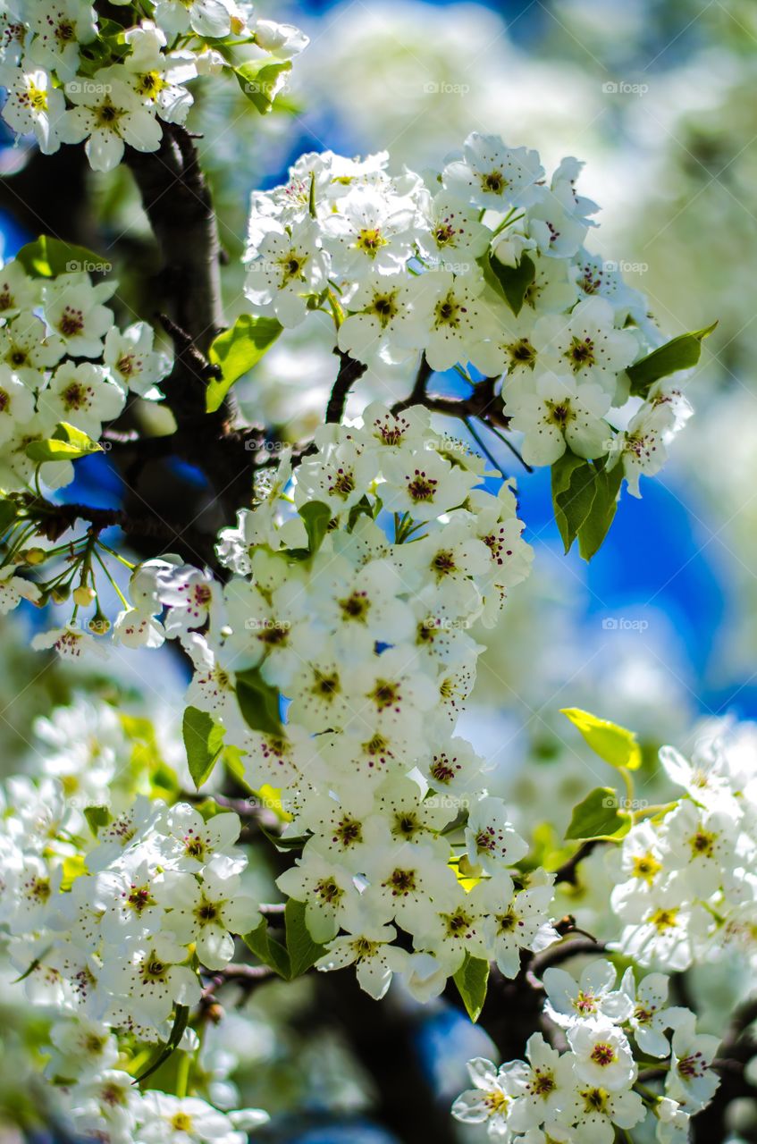 Cherry blossom in spring