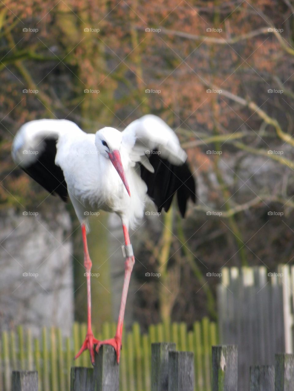 Stork ready to lift up