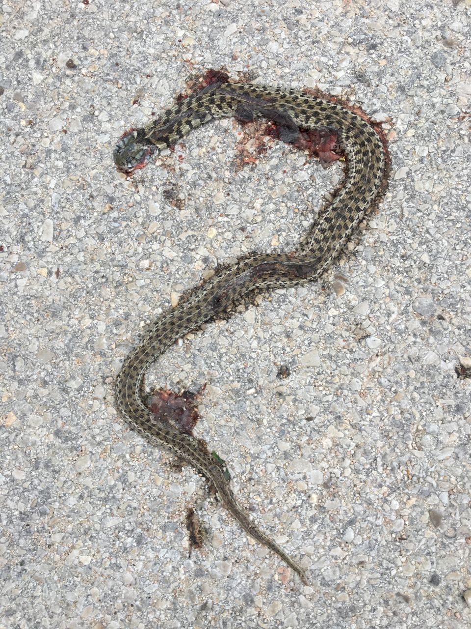 Dead snake