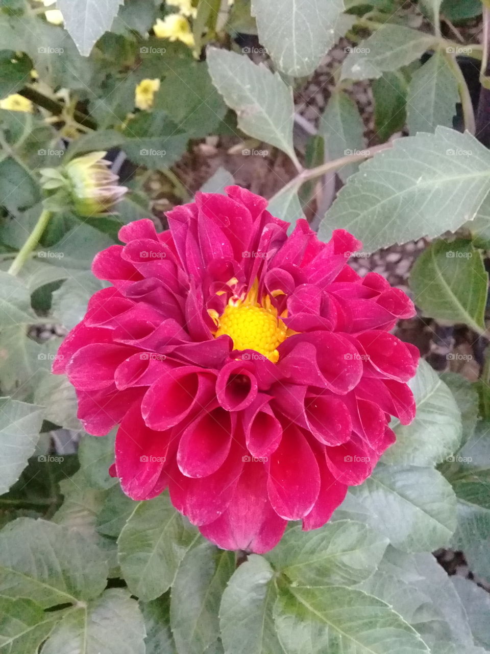flower