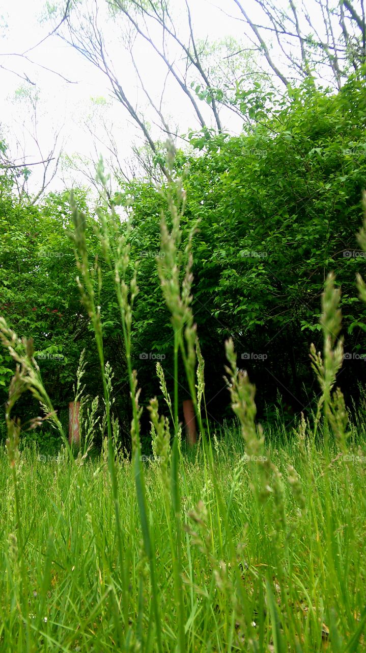 Nature, Flora, Leaf, Summer, No Person