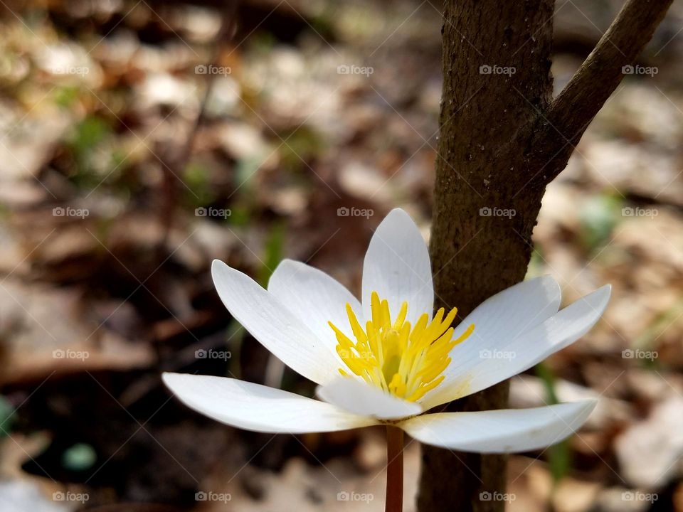 Spring flower