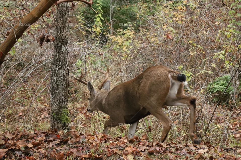 Deer running through fallen leaves in the forest 