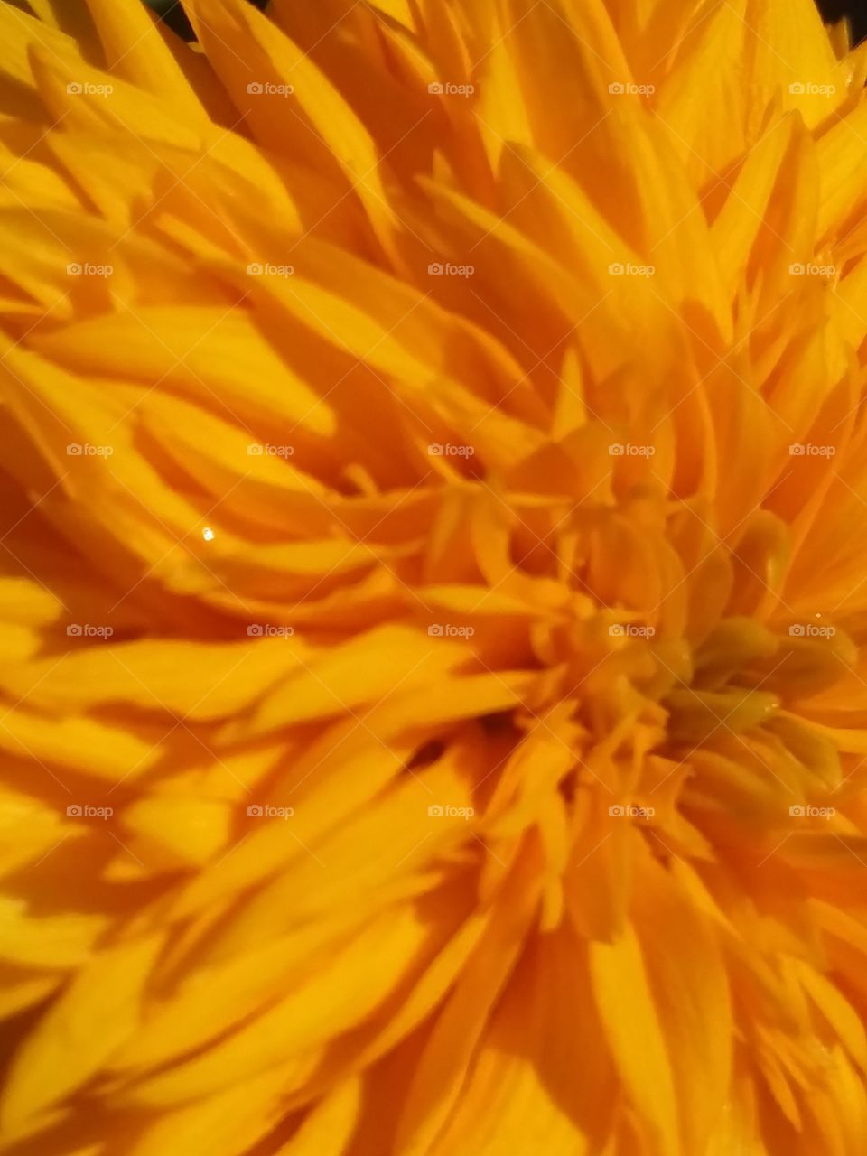 macro close-up photograph of sunflower in bloom