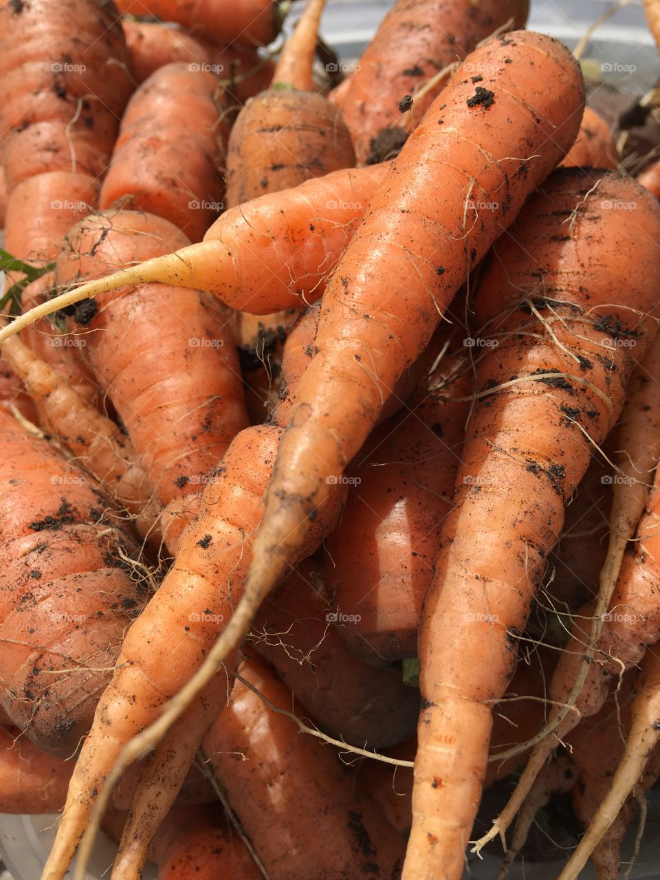 Fresh carrots 