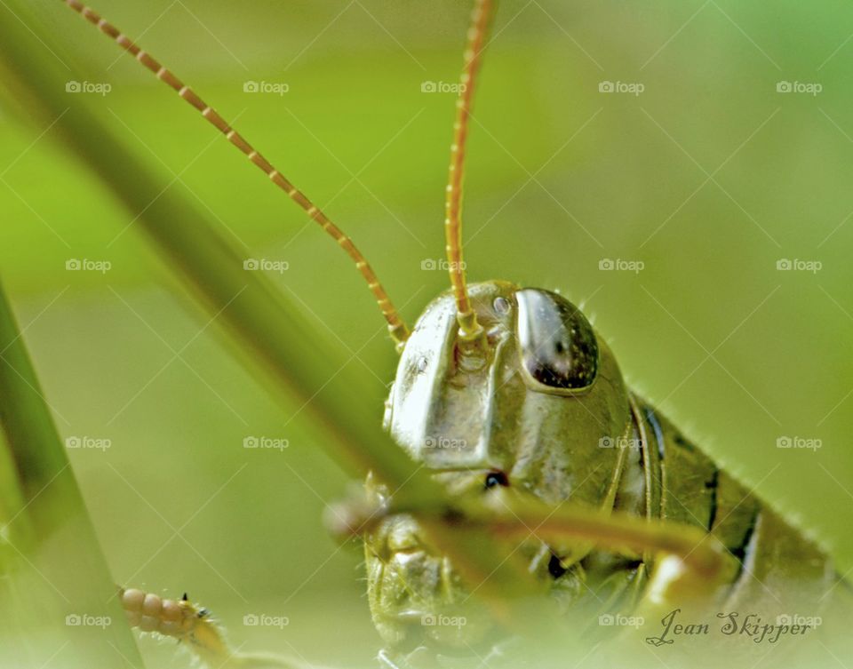 Grasshopper Face