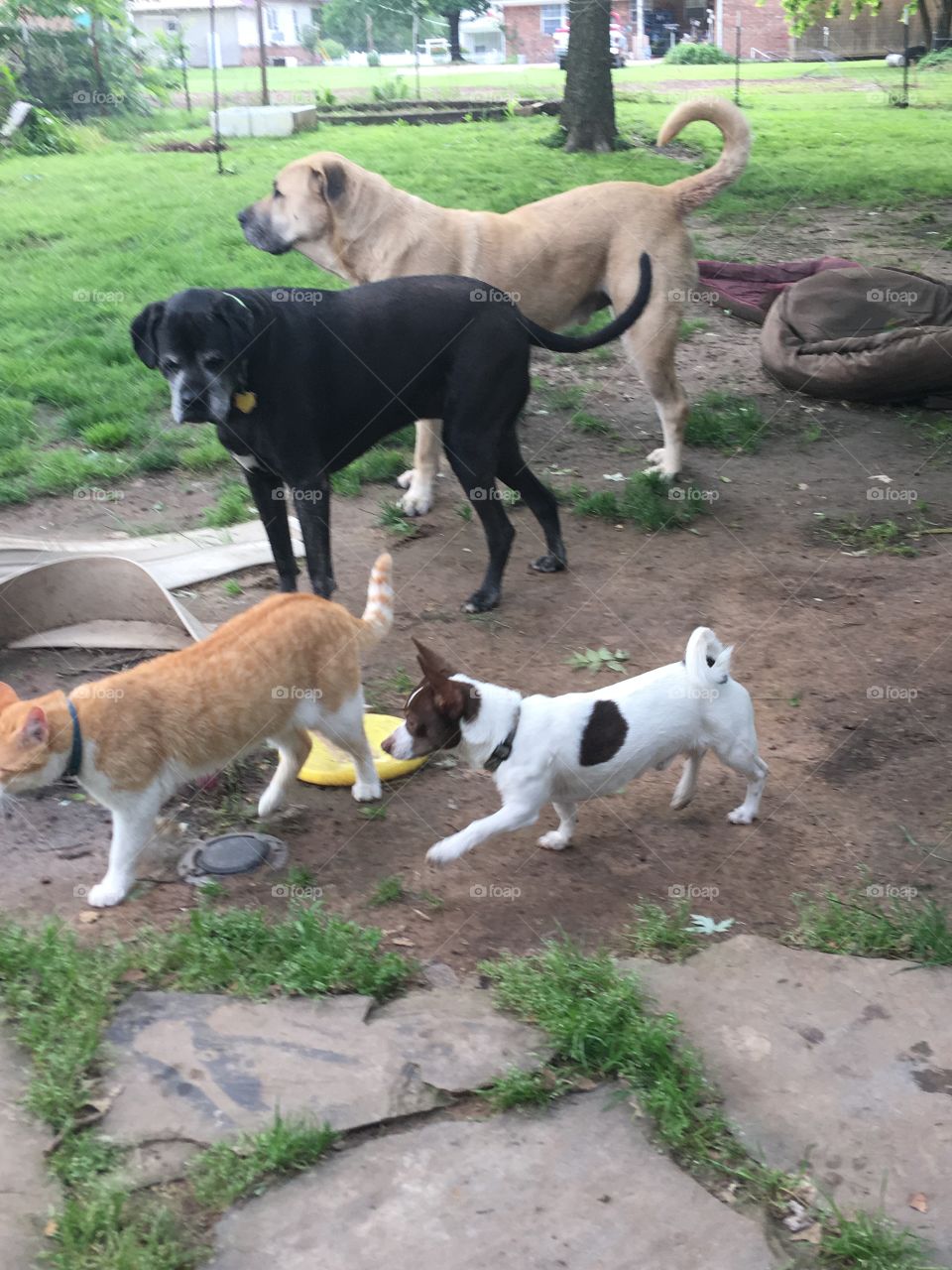 Family of four out in the back yard. All my fur babies together just wandering around.