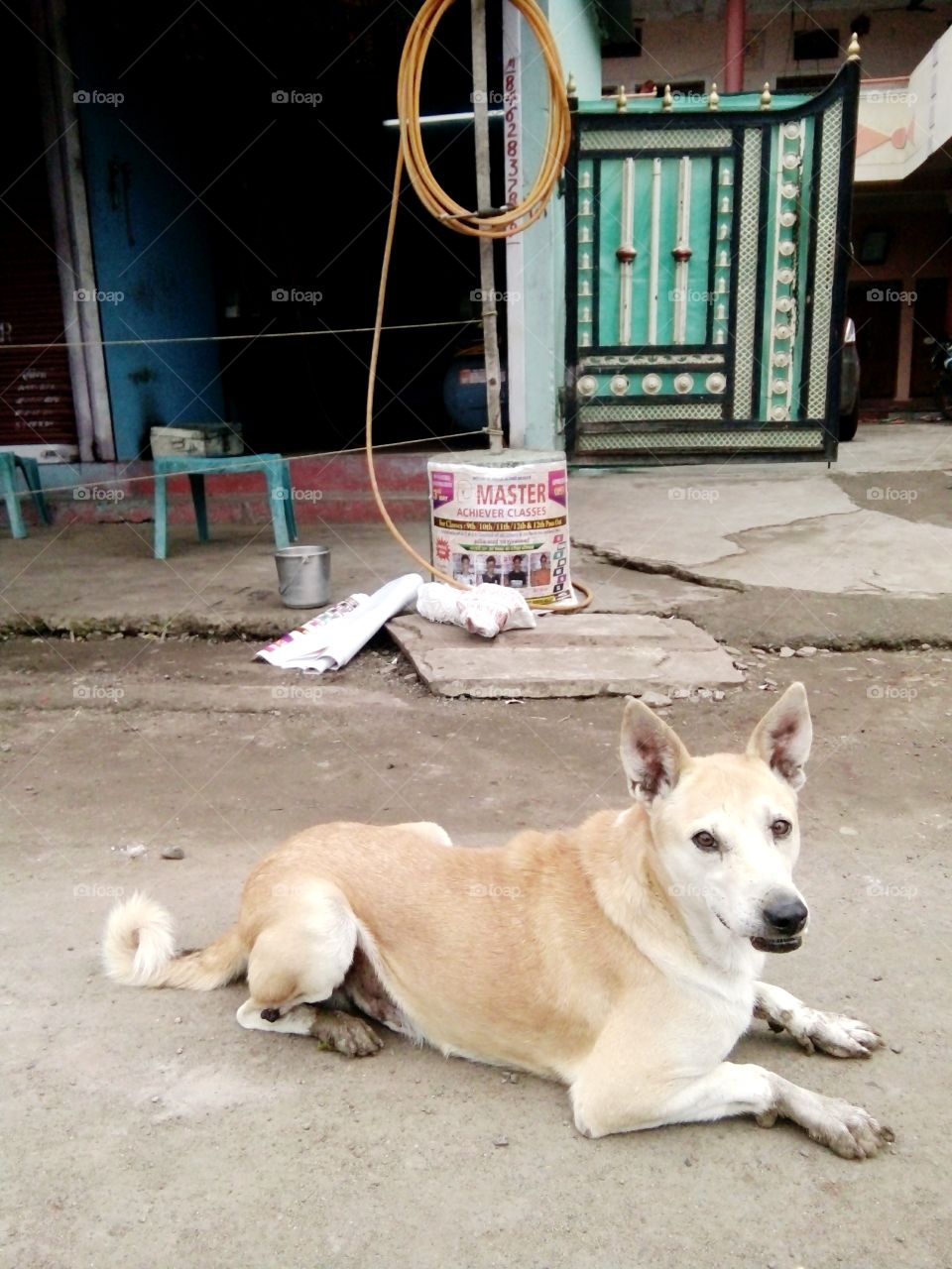 dog,dog pics,A great photo,a photo for everyone,a memorable photo,a no. photo,a photo to cherish,a beautiful photo,a great photo for the best people,an evergreen photo,a photo to remember for years,the best result of great photography