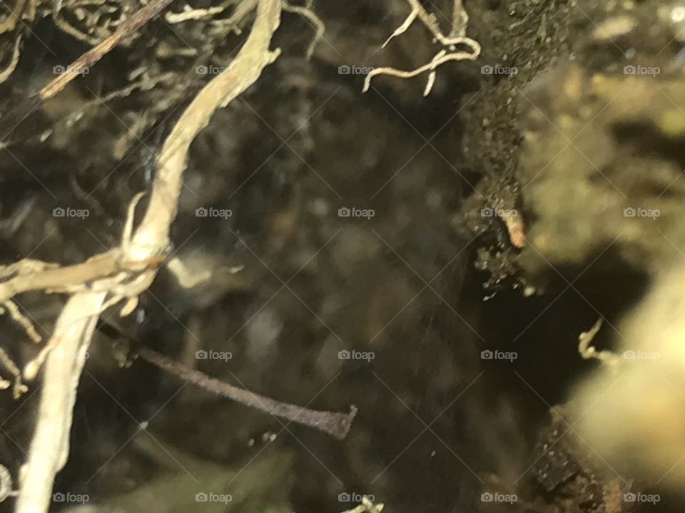 Intérieur d’un arbre 