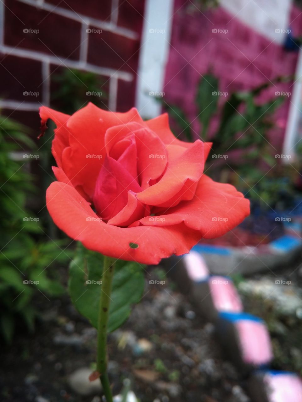Rose. Flowers