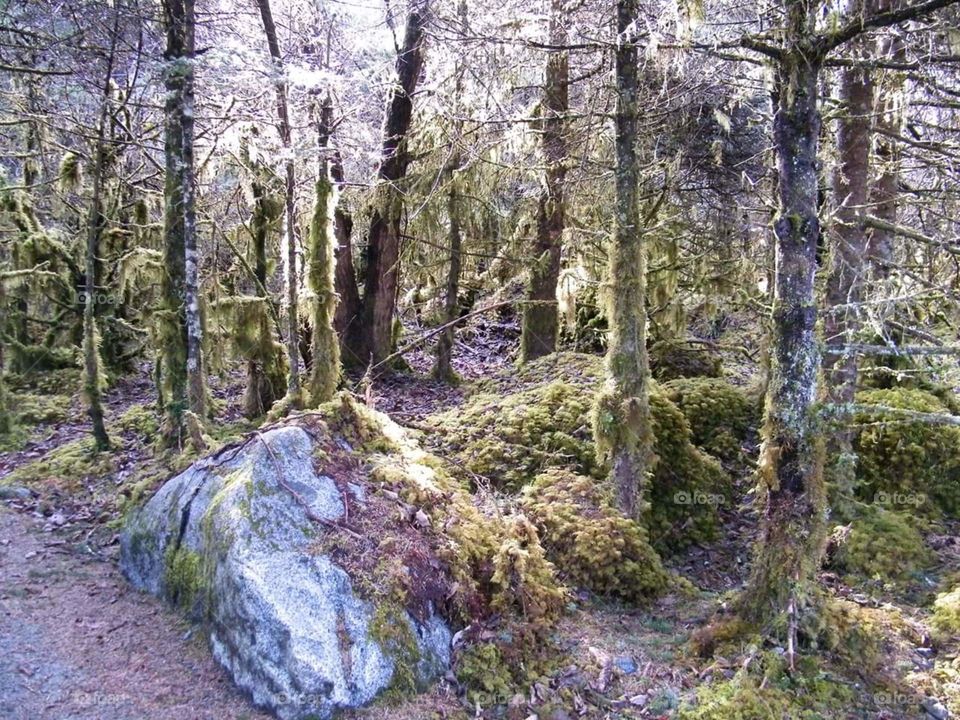 Wood, Nature, Tree, Landscape, Moss