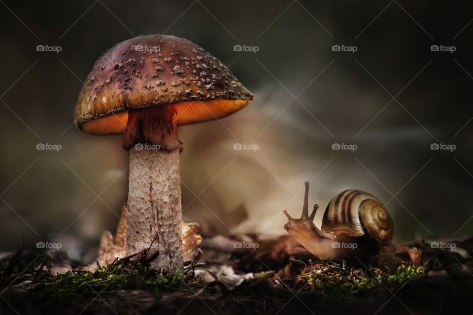 Pilz und Riesenschnecke