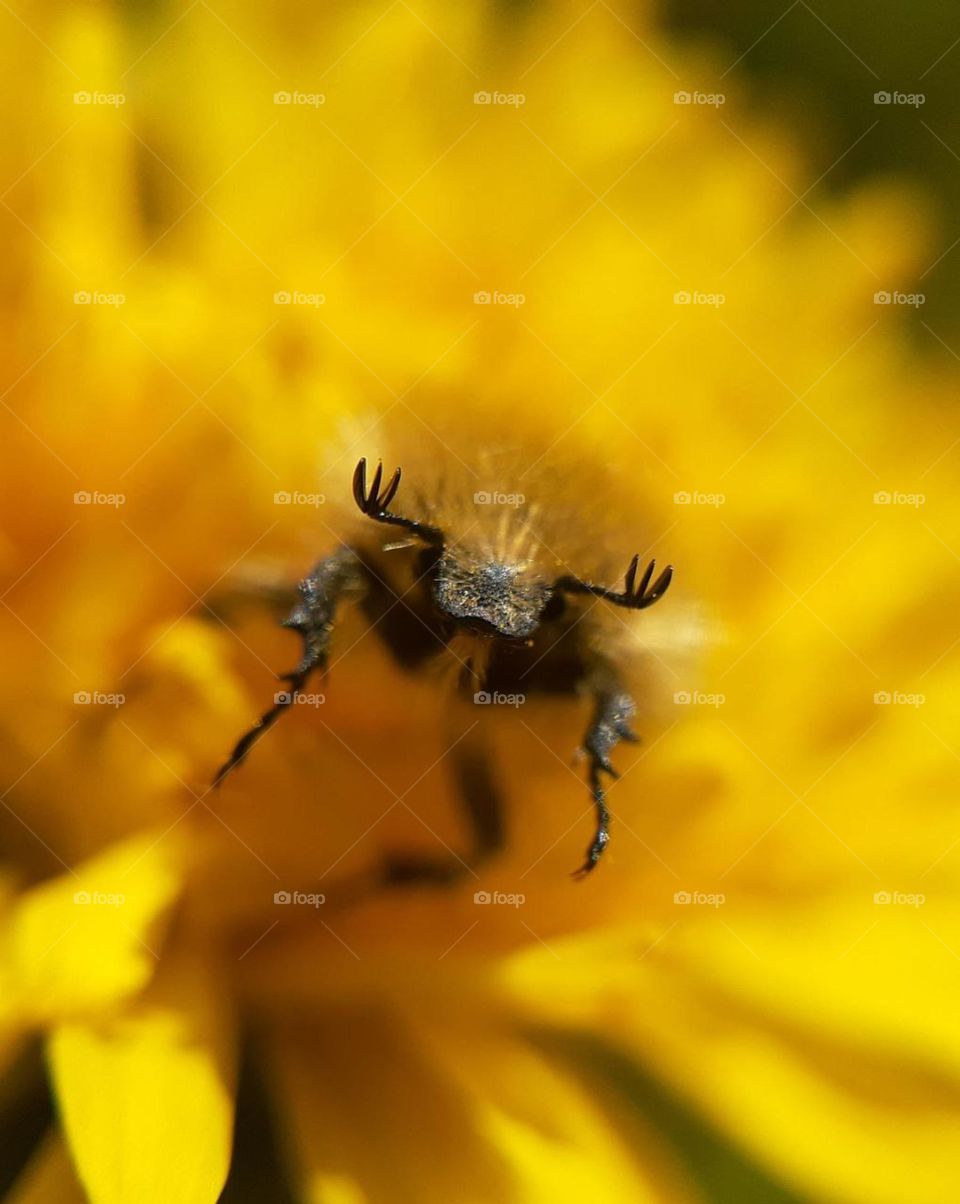 Funny beetle smiling sitting on a yellow shaggy dandelion