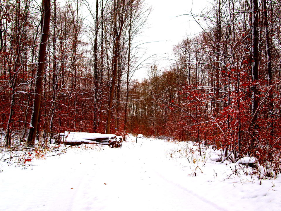red leaves in the forest while snow is on the ground