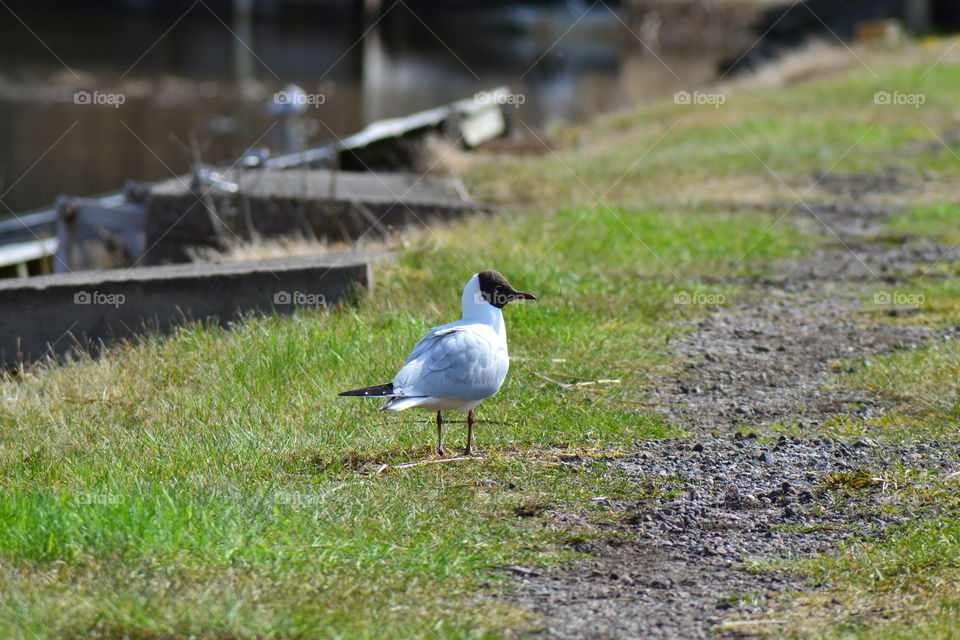 gull