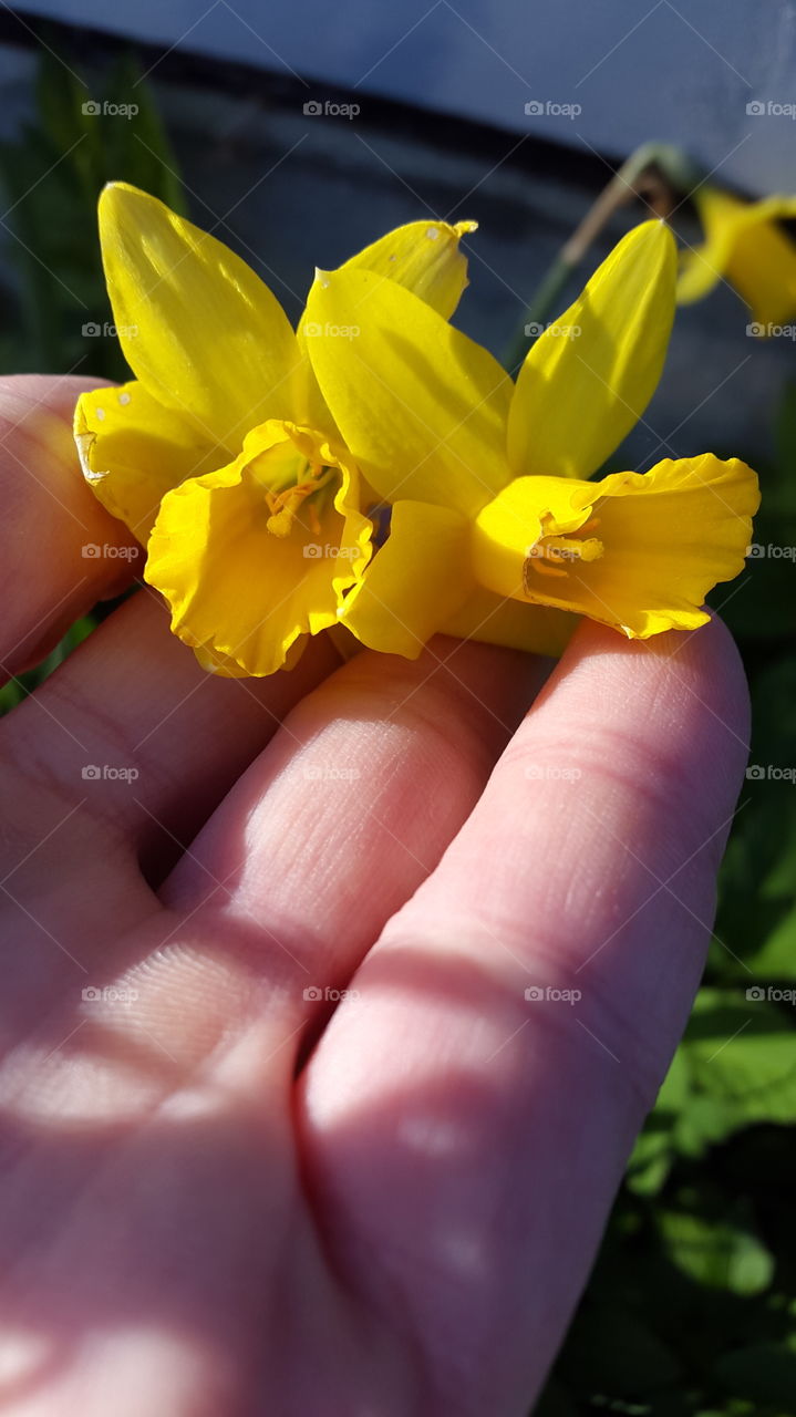 flowers