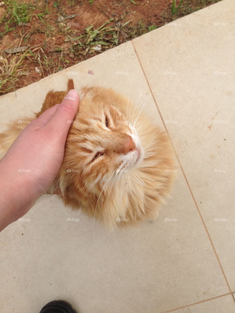 Ginger cat enjoying 