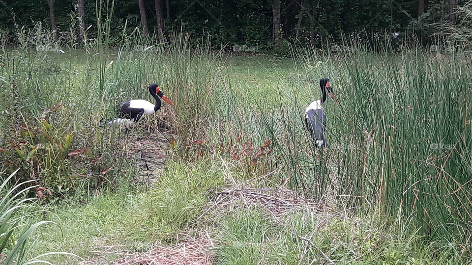 Storks at the Zoo